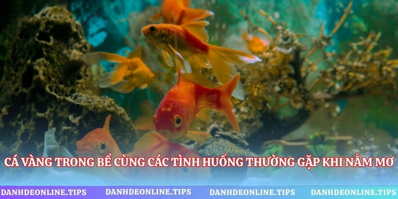 Cá vàng trong bể cùng các tình huống thường gặp khi nằm mơ