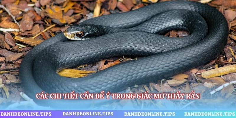 Các chi tiết cần để ý trong giấc mơ thấy rắn