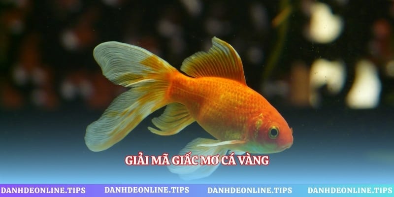 Giải mã giấc mơ cá vàng