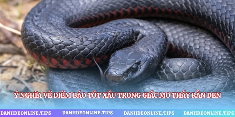 Ý nghĩa về điềm báo tốt xấu trong giấc mơ thấy rắn đen